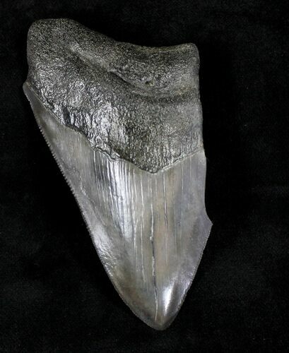 Partial, Serrated Megalodon Tooth - Georgia #20549